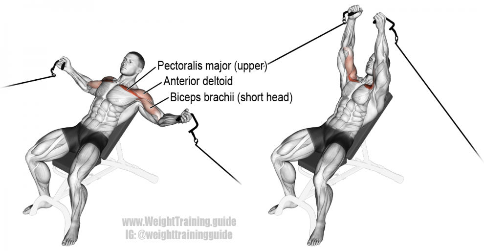 Exercices deltoïdien biceps pect